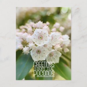 Greetings from the Poconos Mountain Laurel Postcard
