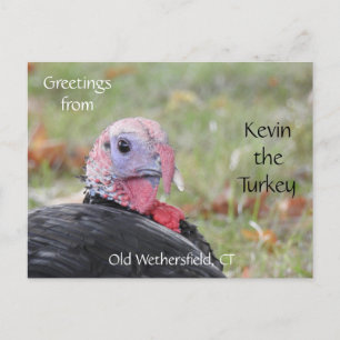 Greetings Kevin The Turkey - Old Wethersfield , CT Postcard