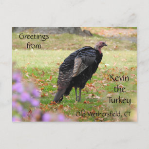 Greetings Kevin The Turkey - Old Wethersfield , CT Postcard