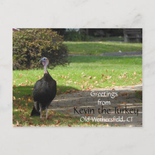 Greetings Kevin The Turkey - Old Wethersfield , CT Postcard