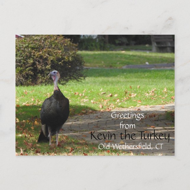 Greetings Kevin The Turkey - Old Wethersfield , CT Postcard (Front)