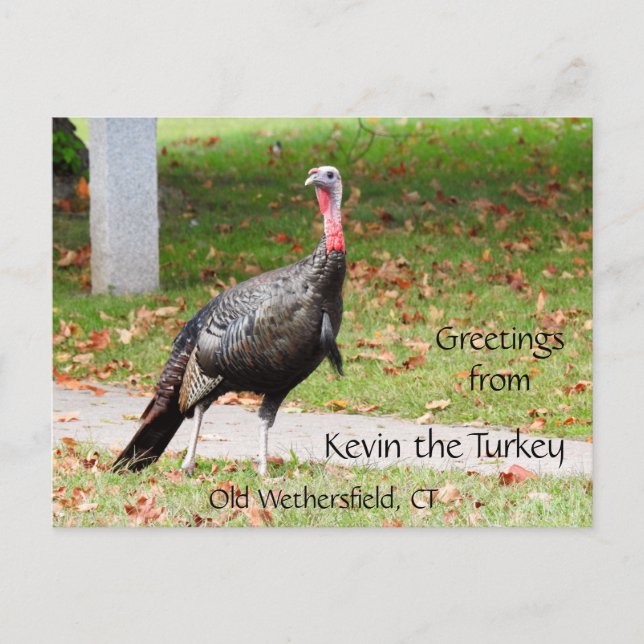 Greetings Kevin The Turkey - Old Wethersfield , CT Postcard (Front)