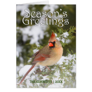 Greetings - Northern Cardinal in Juniper tree