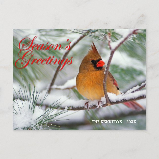 Greetings - Northern Cardinal in Snowy Pine Tree Postcard (Front)