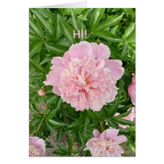 Greetings of Hi! This lovely pink peony.