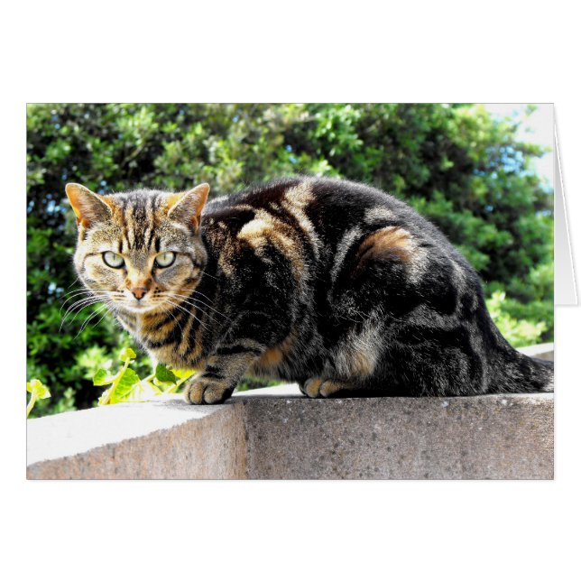Gremlin la carte de chat tabby (Devant horizontal)