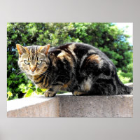 Gremlin the tabby cat