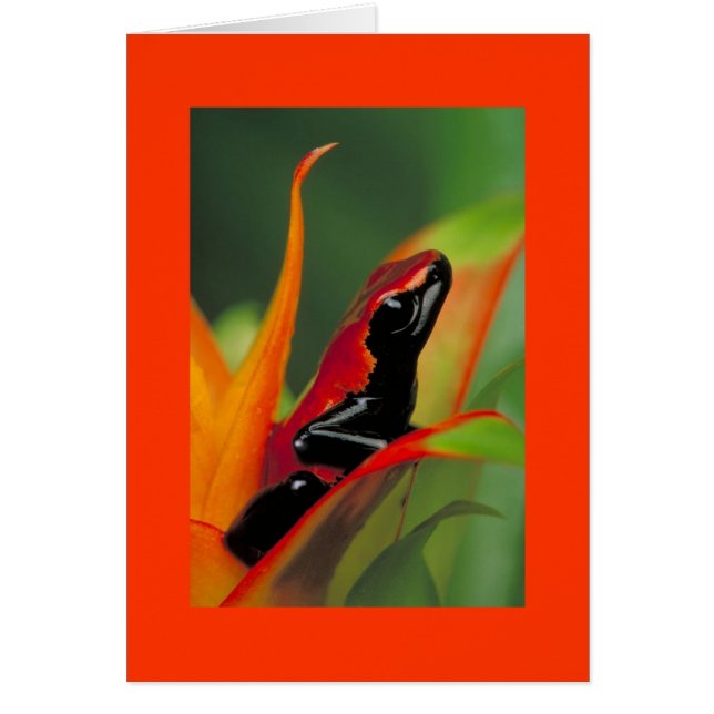 Grenouille (Devant)