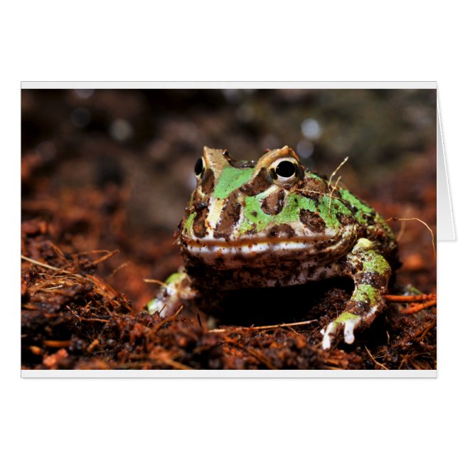 grenouille à cornes (Devant horizontal)