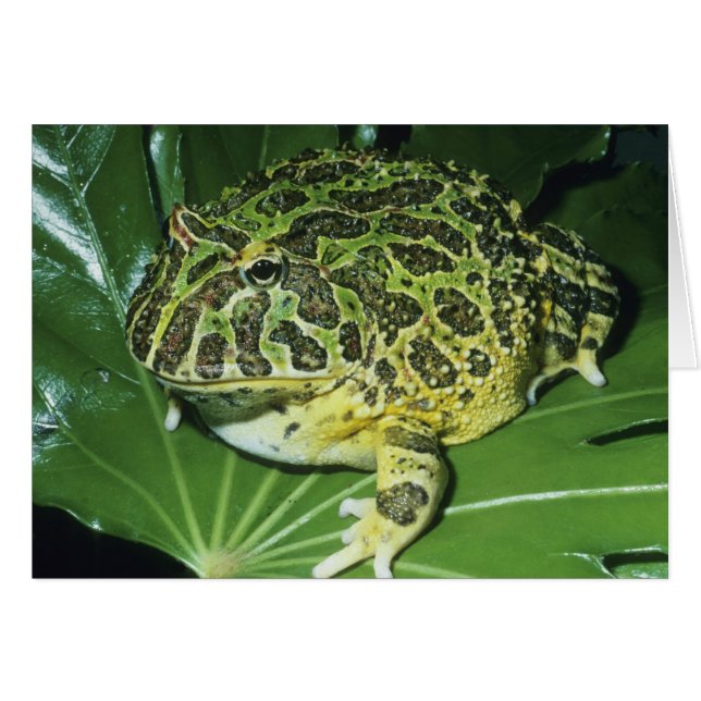Grenouille à cornes ornées, (Ceratophrys ornata), (Devant horizontal)