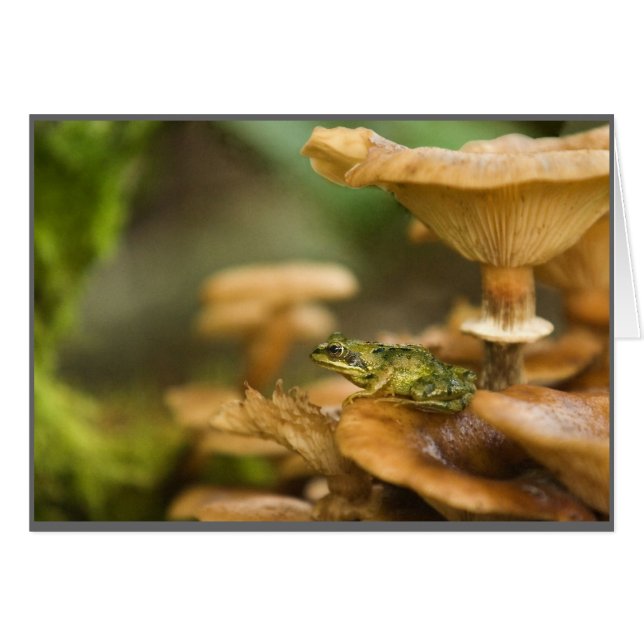 Grenouille aux champignons (Devant horizontal)