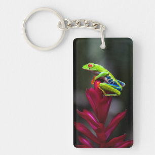 Grenouille aux yeux rouges