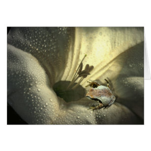 Grenouille dans Moonflower