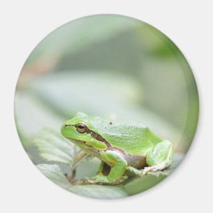 Grenouille des arbres européens dans aimant rond v