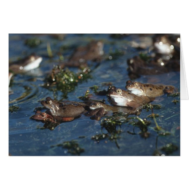 Grenouille drôle (Devant horizontal)