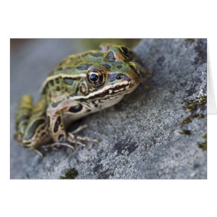 grenouille léopard du Nord, île de la voie maritim