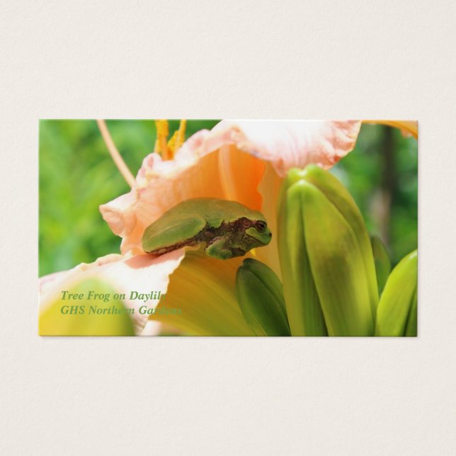 Grenouille souriante Lily rose (Devant)