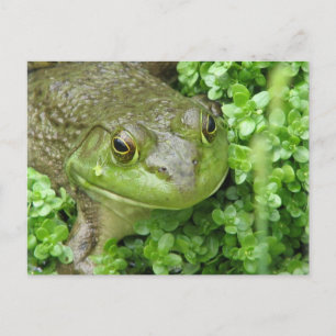 Grenouille sur carte postale Marsh