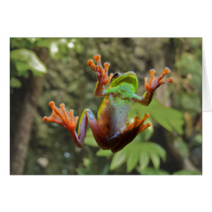 Grenouille sur le verre