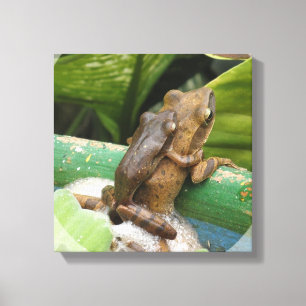 Grenouille sur toile arrière Impression