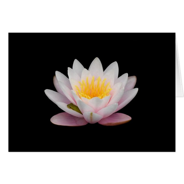 Grenouille sur une Lily (Devant horizontal)