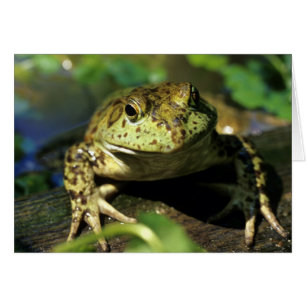Grenouille taureau.