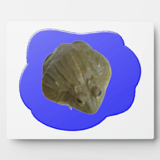 Grenouille taureau dans la plaque de l'étang (Devant)