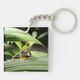 Grenouille verte