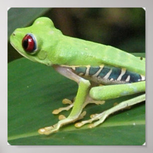Grenouille verte aux yeux rouges Impression