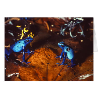 Grenouilles de dard de poison