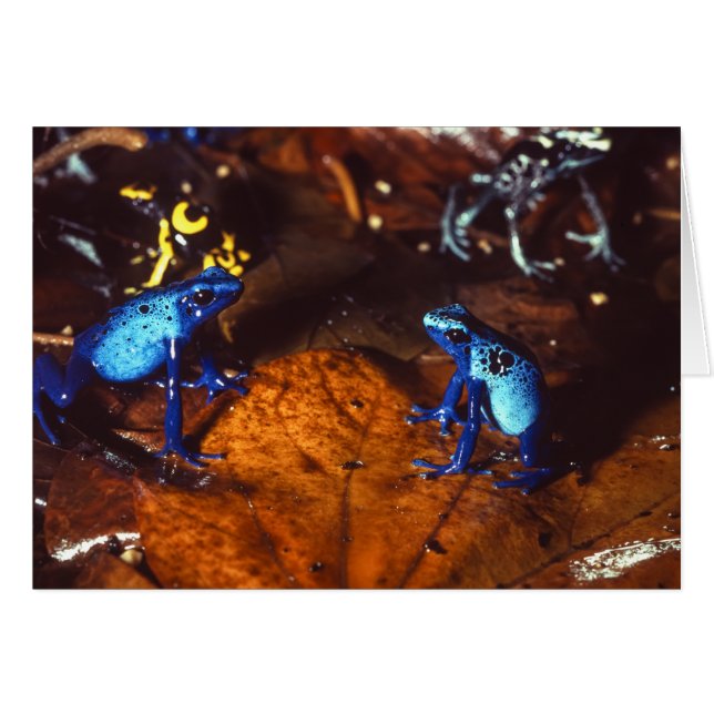 Grenouilles de dard de poison (Devant horizontal)