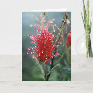Grevillea Christmas Card