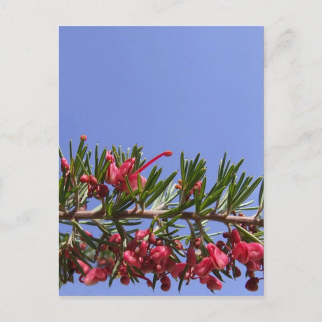 Grevillea Flower Postcard (Front)