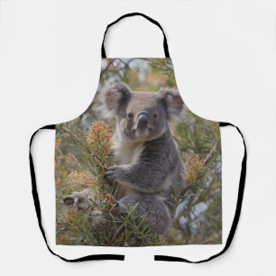 Grevillea Koala Bear, Apron