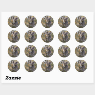 Grevillea Koala Bear, Classic Round Sticker