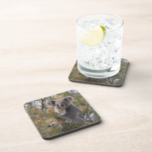 Grevillea Koala Bear, Coaster