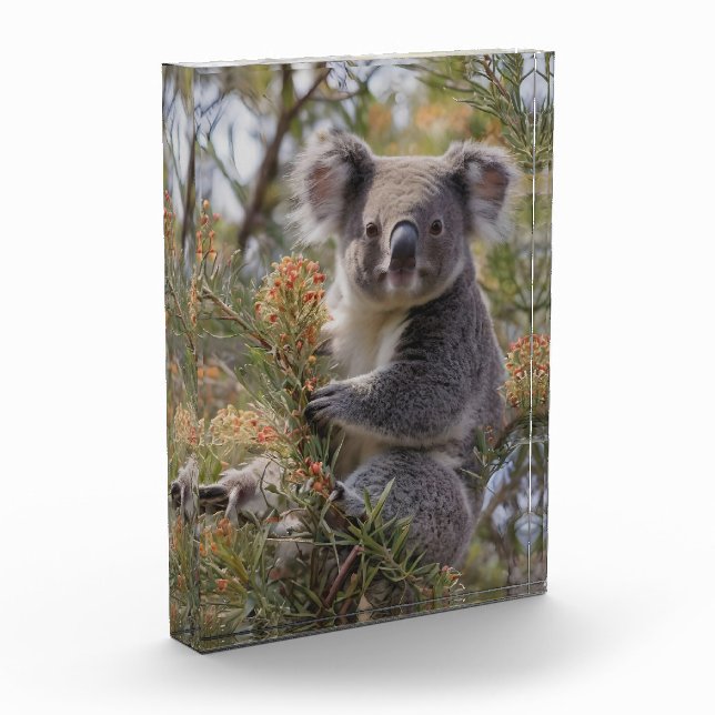 Grevillea Koala Bear, Photo Block (Left)