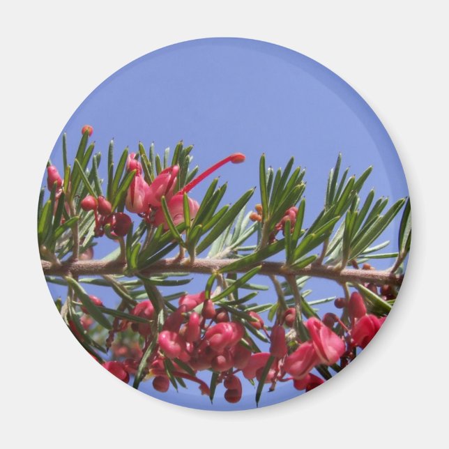 Grevillea Plante Magnet (Devant)