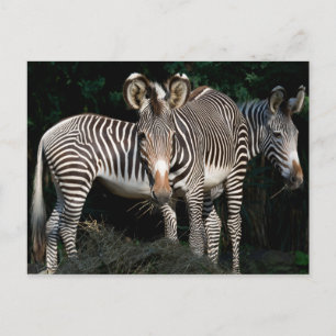 Grevy's Zebras Postcard