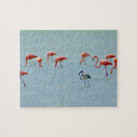 Grey and pink flamingos flock in lake