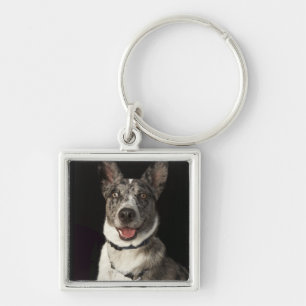 Grey and white Australian Shepherd with harness Keychain