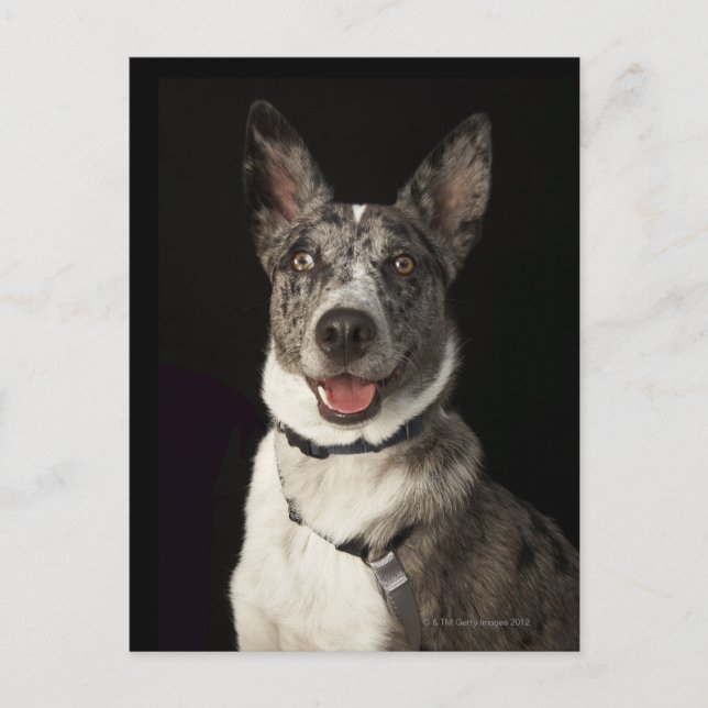 Grey and white Australian Shepherd with harness Postcard (Front)