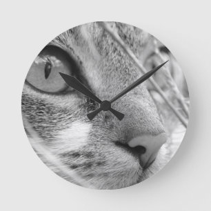 grey and white cat on a green round clock