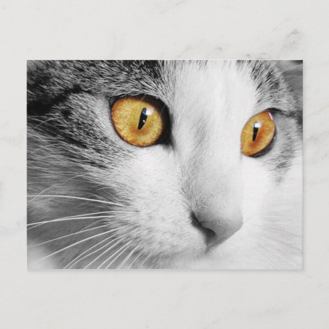 Grey and White Cat Postcard (Front)
