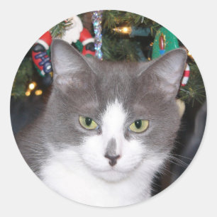 Grey and white Christmas kitty Classic Round Sticker
