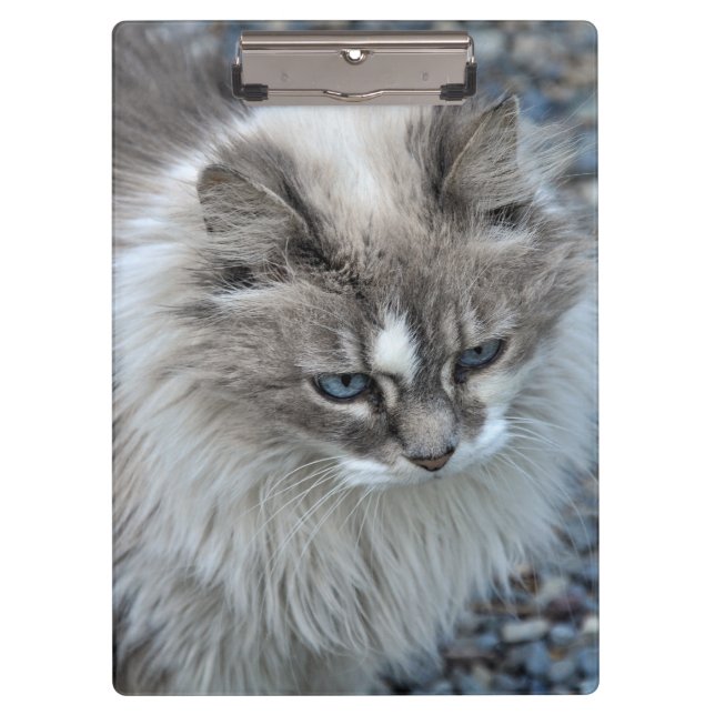 Grey and white fuzzy cat clipboard (Front)