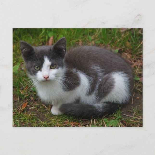 Grey And White Kitten Postcard (Front)