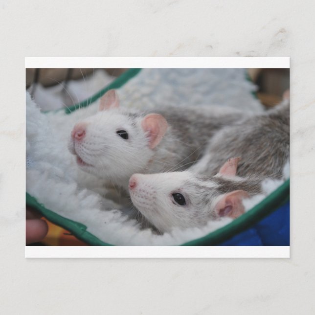 Grey and white pet rats postcard (Front)