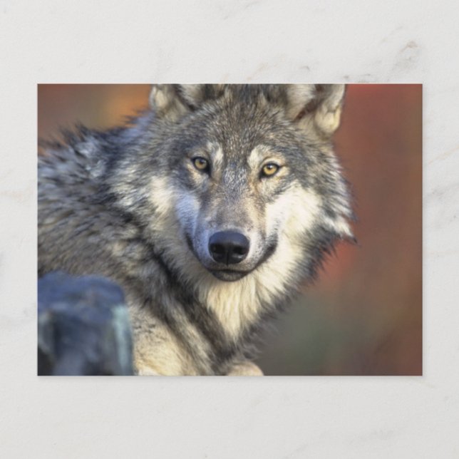 Grey and White Wolf Postcard (Front)