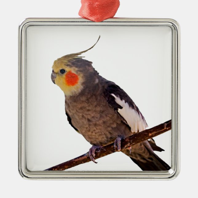 Grey and Yellow Cockatiel Pet Bird Colour Photo Metal Ornament (Front)